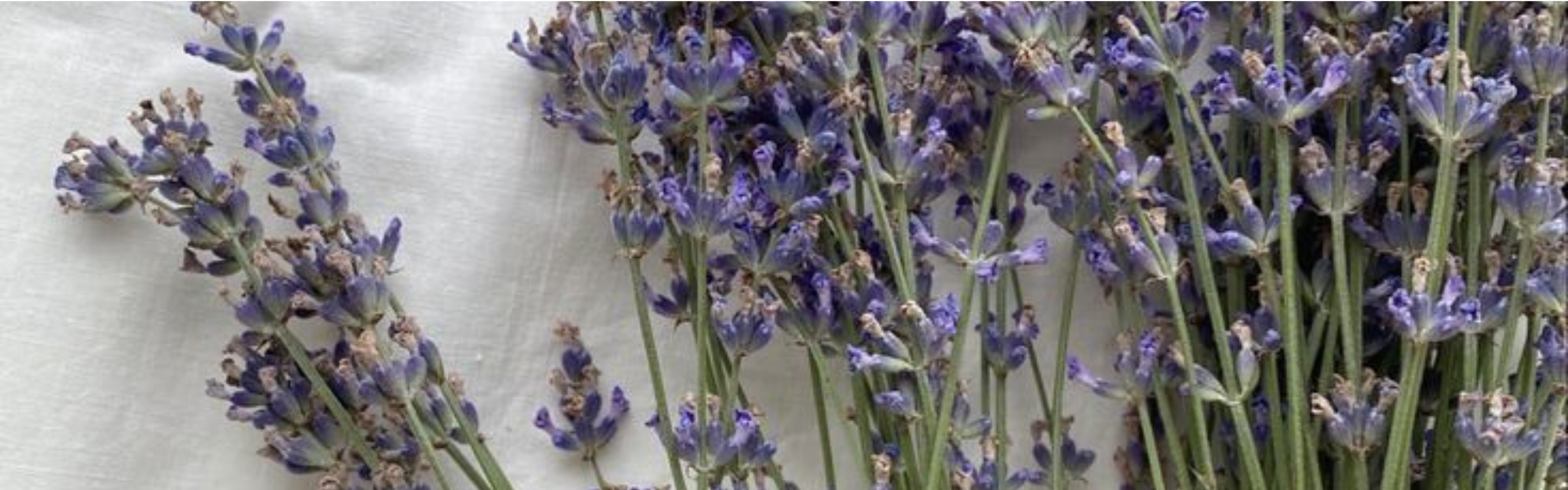 The Science Behind Lavender’s Soothing Benefits for Skin