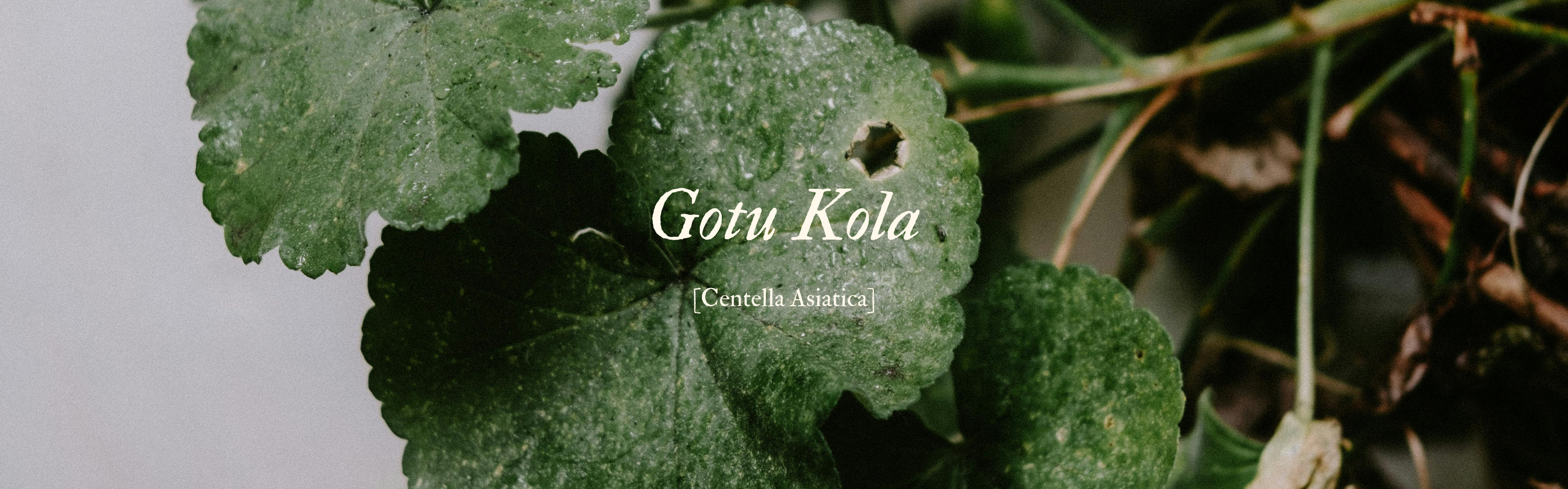 Why Centella Asiatica Is a Game-Changer for Sensitive Skin